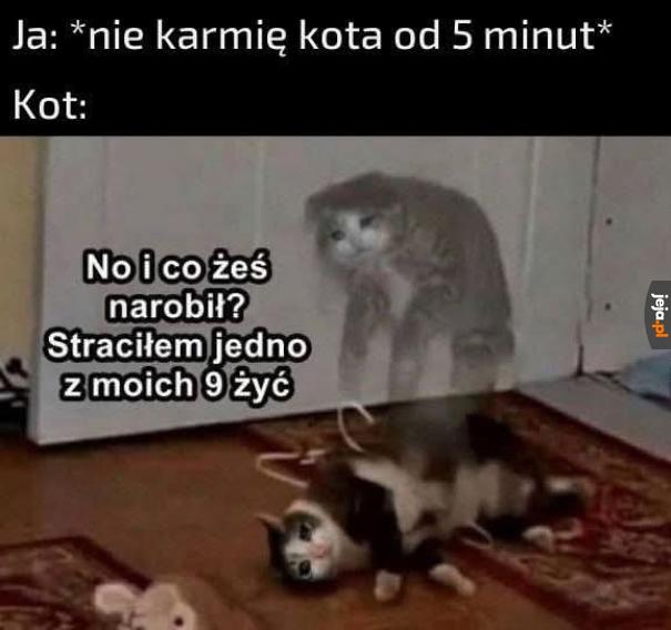 Co za potwór tak traktuje kota