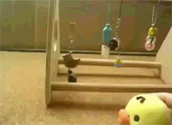 Papuga z poczuciem rytmu