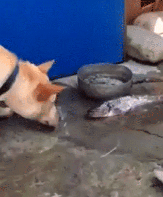Pies próbuje uratować rybę