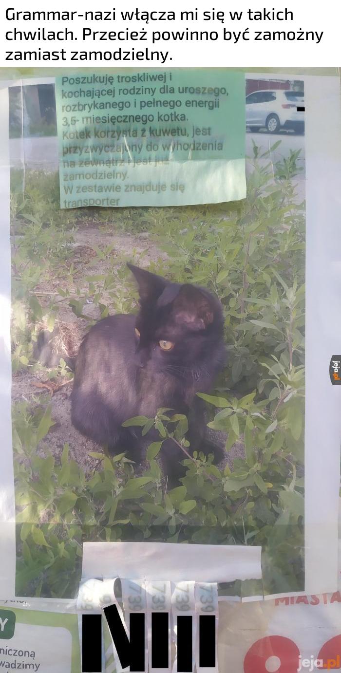 Przyzwyczajony do wygłaskania