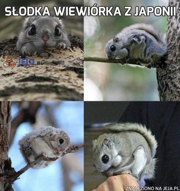 Słodka wiewiórka z Japonii