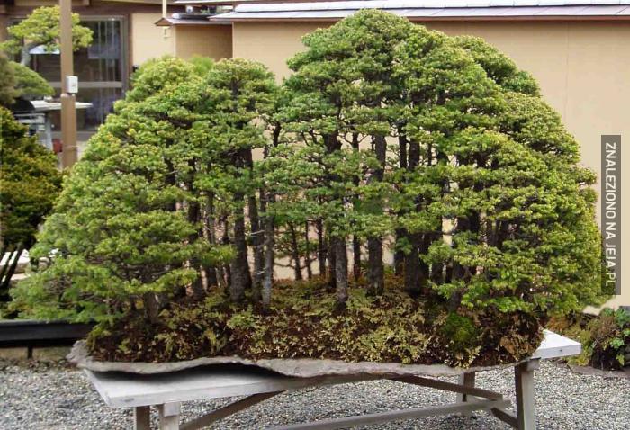 Las bonsai