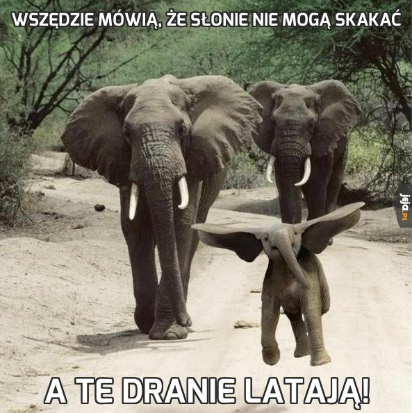 Wszędzie mówią, że słonie nie mogą skakać