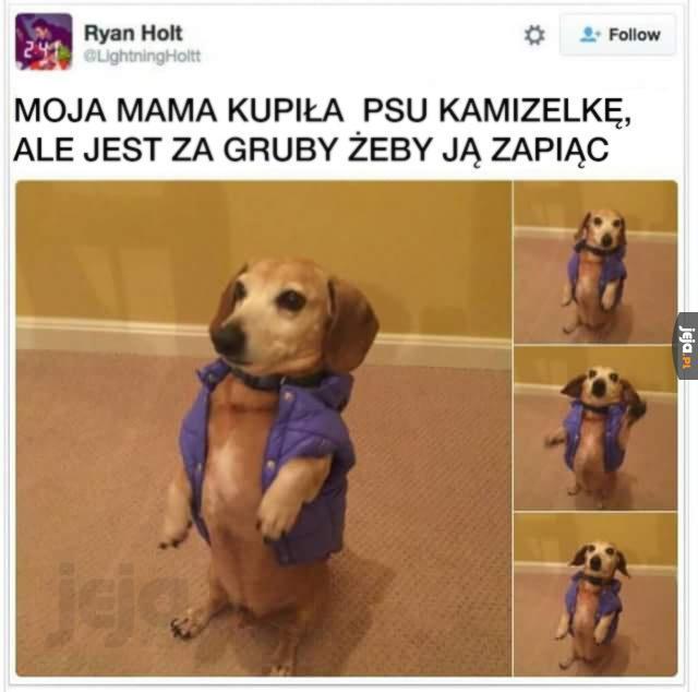 Problemy psów pierwszego świata