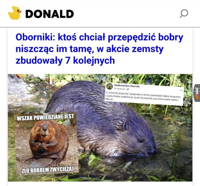 Nie zadzieraj z bobrami