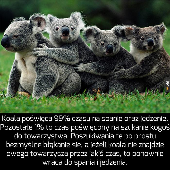 Życie według koali