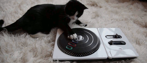 DJ kot