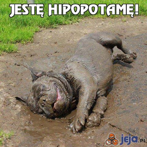 Jestę hipopotamę!