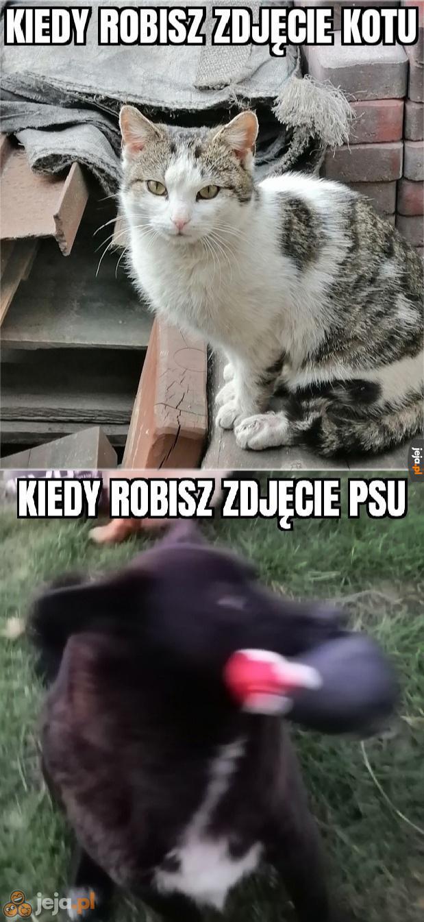 Wolicie psy czy koty?