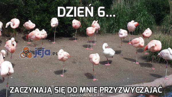 Dzień 6...