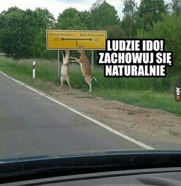 Dzień dobry