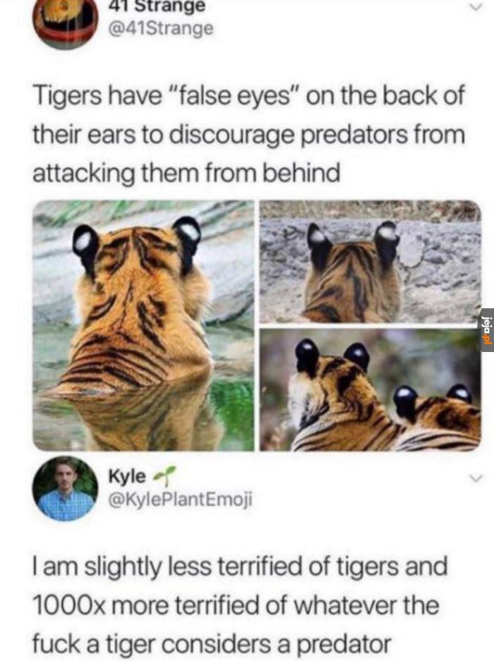 Co poluje na tygrysy?!