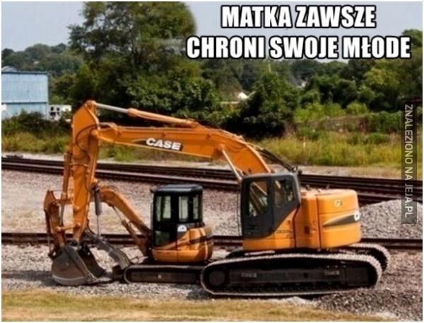 Matka zawsze chroni swoje młode