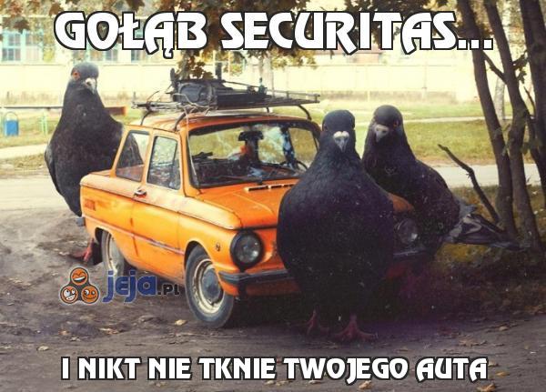 Gołąb Securitas...