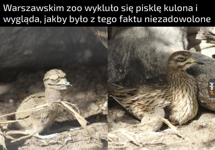 Wszyscy wiemy co czuje