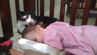 Opiekuńczy kot