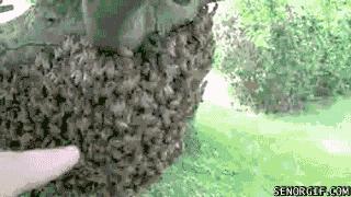 Ręka w roju pszczół?