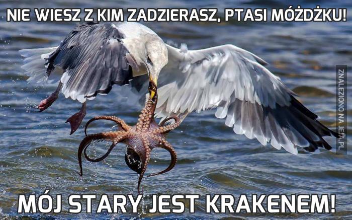 Nie wiesz z kim zadzierasz, ptasi móżdżku!