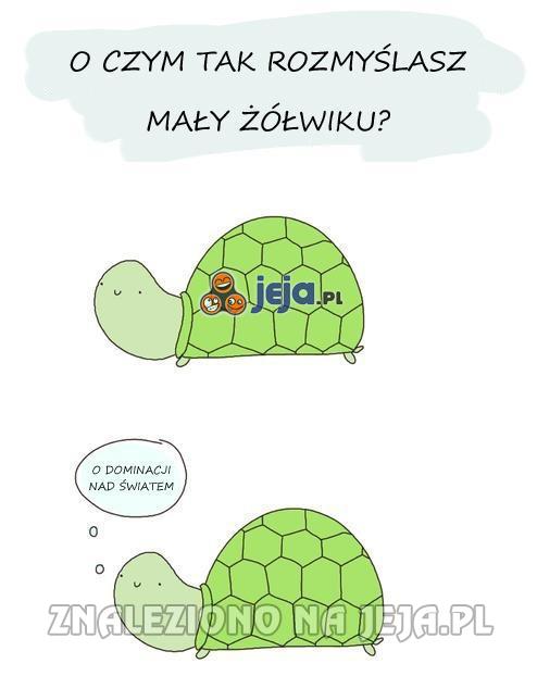O czym tak rozmyślasz mały żółwiku?