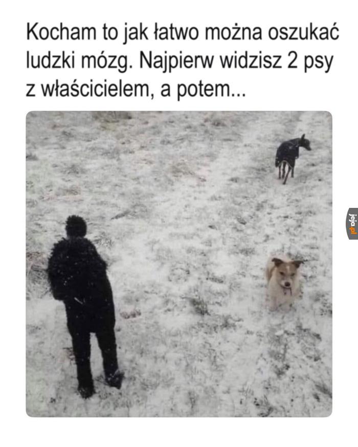 To ile jest w końcu tych psów?