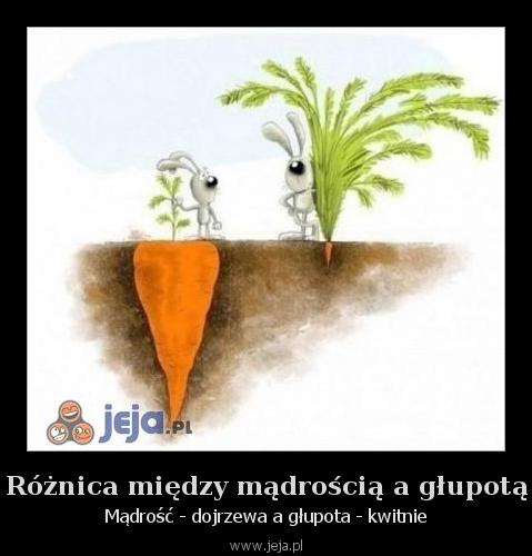 Różnica między mądrością a głupotą