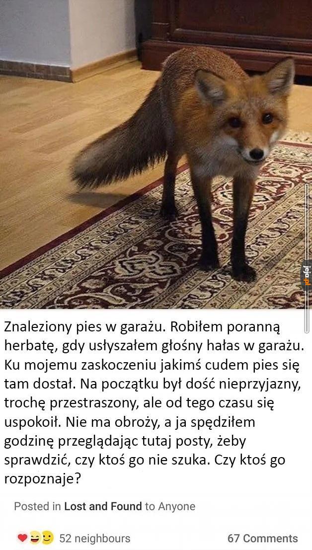 Dziwny piesek