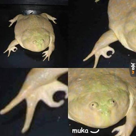 Muka!