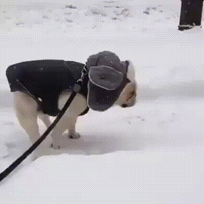 Napęd na cztery łapy
