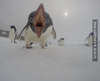 Przerażający pingwin chce zjeść kamerę