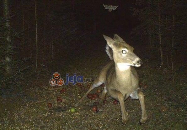 Sarna uciekająca przed latającą wiewiórką