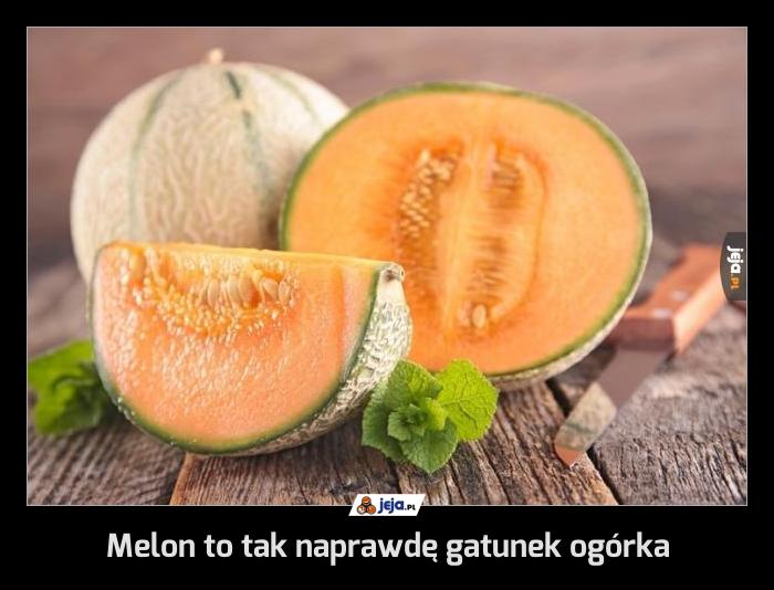 Melon to tak naprawdę gatunek ogórka