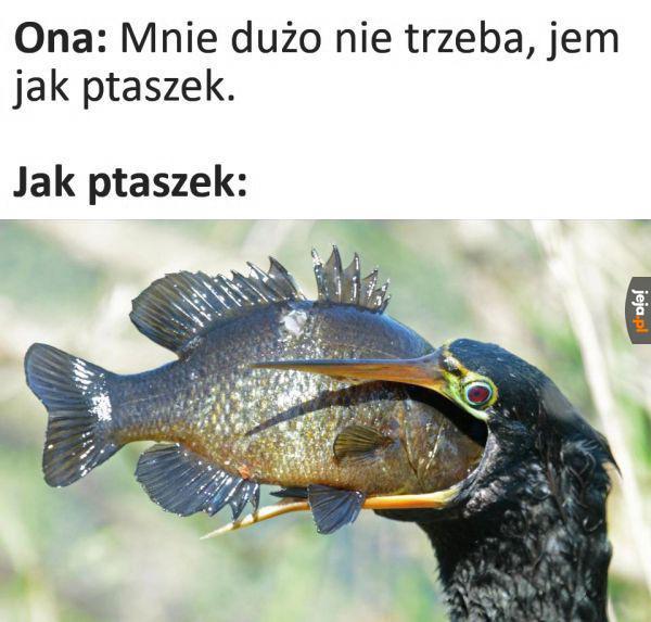 Bardzo głodny ptaszek