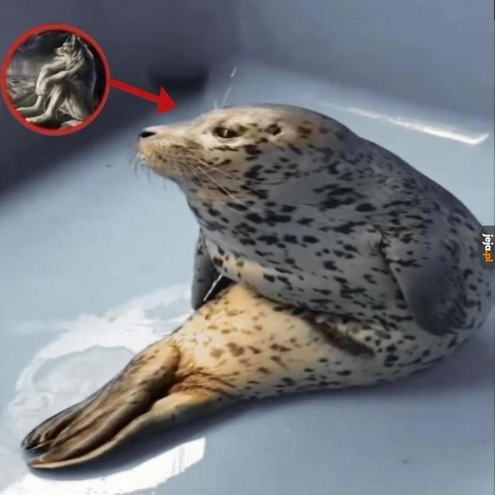 Foczka posting