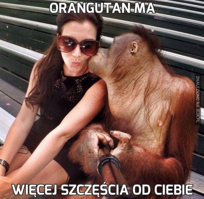 Orangutan ma