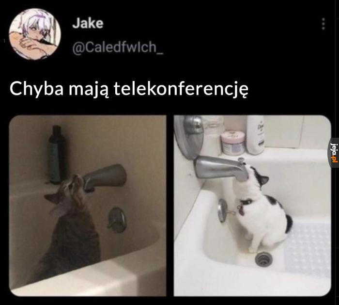 Albo raczej teleKOTferencję hehe
