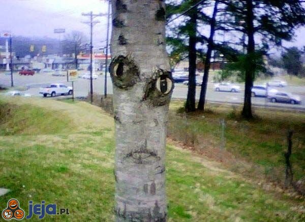 Drzewo z twarzą
