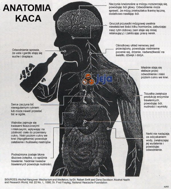 Anatomia kaca