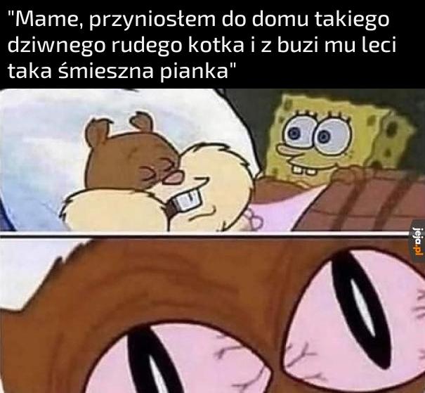 Dość tego, od teraz kot chodzi do szkoły, a ty do weterynarza
