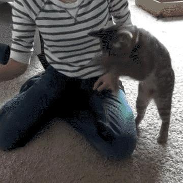 Kot walczy z suszarką