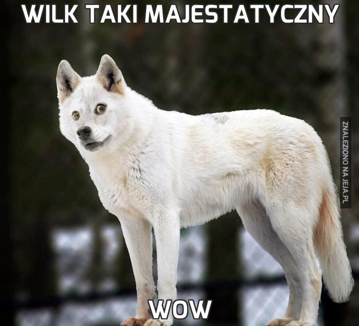 Wilk taki majestatyczny