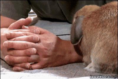 Ten królik chyba bardzo lubi głaskanie