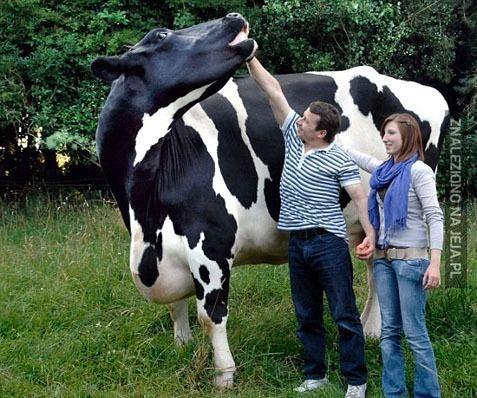 Największa krowa na świecie