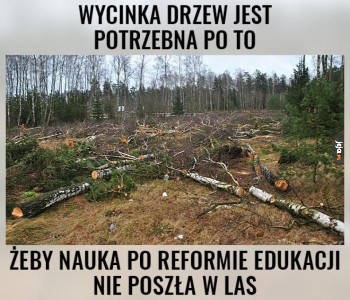 Dlaczego wycinamy drzewa