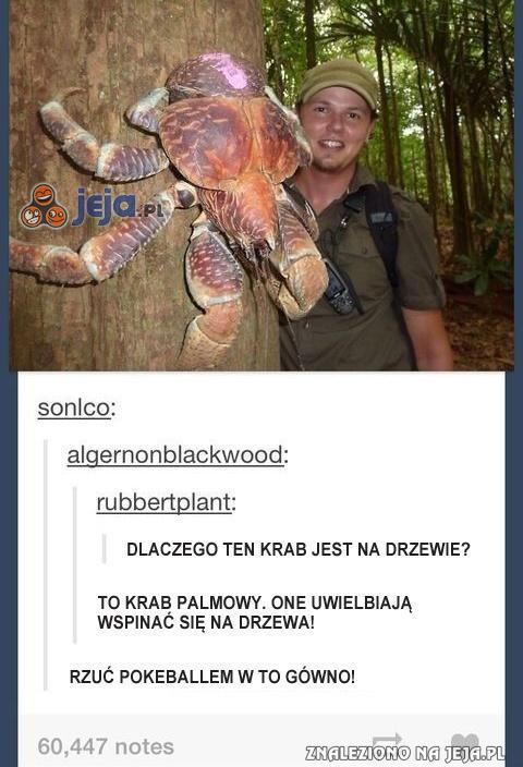Muszę złapać je wszystkie!