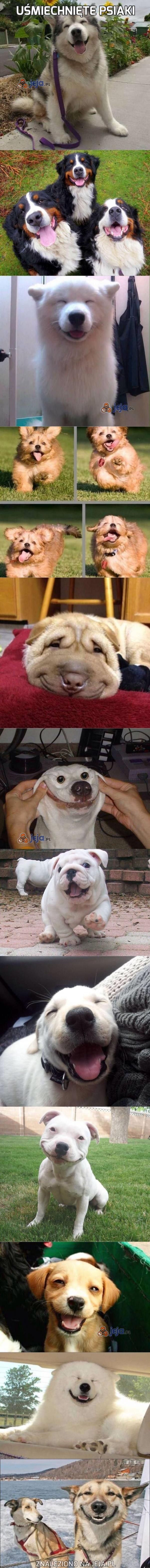 Uśmiechnięte psiaki