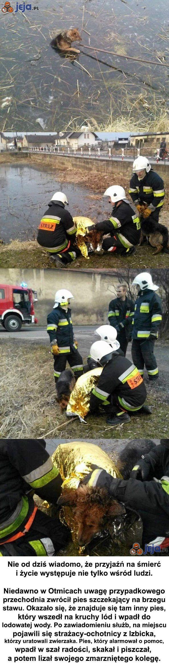 Prawdziwa przyjaźń