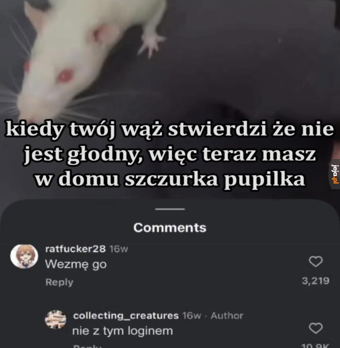 Musiałby naprawdę nie lubić szczurów