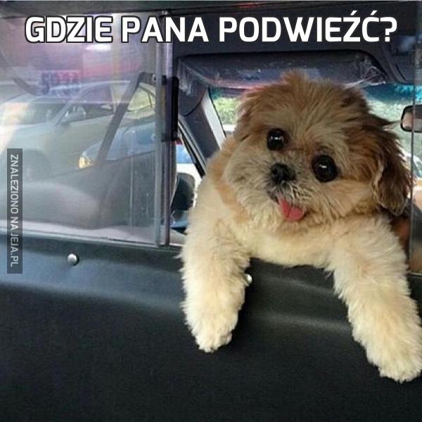 Gdzie pana podwieźć?