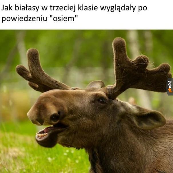 Jesteś łosiem