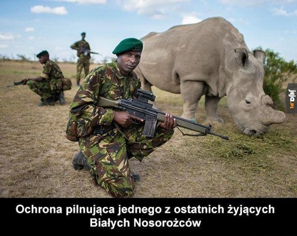 Ochrona nosorożca